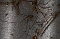 Trichocylus_nigropunctatus_D3658_O_75_Hamelin pool_Australie